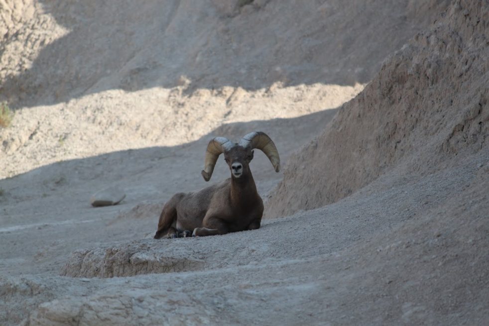 Big Horn Sheep in Badlands